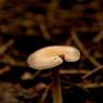 Mushroom on the forest floor.