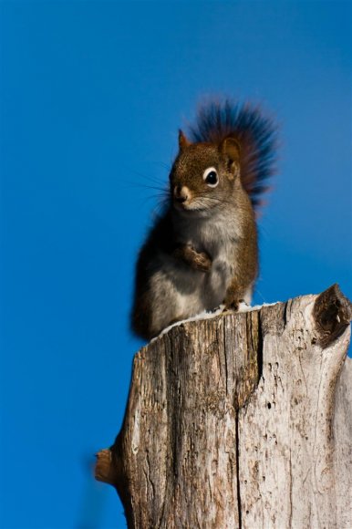 Red Squirrel high up on a post