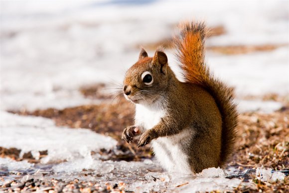 Red squirrel posing