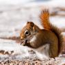 Red squirrel feeding