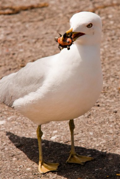 Herring gull with painter turtle